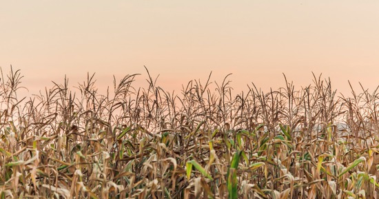 Crop insurance workshop October 23 in Grand Island